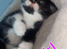 Beautiful BSH & Turkish Angora kittens