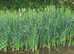 Pond plants