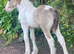Quality Shire X Traditional Filly to make over 15 hh