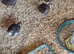 Baby cortinux quail