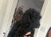 F1 Male Cockapoo
