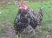 Exchequer Leghorn &ndash; Chicks & Hatching Eggs