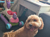 Maltipoo dogs