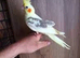 Baby cockatiels friendly different mutations