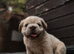 ARE FLUFFY FRENCH BULLDOGS | KC REG | DNA TESTED | 5 GIRLS 1 BOY