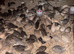 Pol coturnix quail