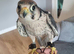 Lanner falcons
