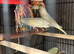 BEAUTIFUL BABY BUDGIES FOR SALE