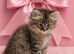 Beautiful female kitten