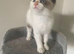 Beautiful female kitten