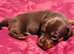 Beautiful chocolate n tan dachshund girl puppies