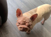 Velvet big rope french bulldog bitch