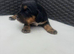 Cocker spaniel puppies