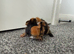 1 male Abyssinian baby