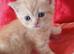 Mixed breed kittens .Ready to go on 8. July.