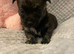 Chihuahua Puppies for sale