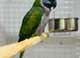 Derbyan parrot