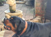 ROTTWEILER FOR STUD