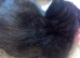 4 beautiful kittens