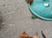 Gorgeous dapple miniature Dachshund boy