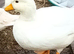 White Call duck pairs