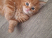 Kittens....RAGCOONS READY NOW