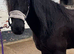 Romeo - 14.2 sec d gelding