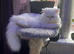 Exotic Persian Doll Face Kittens