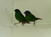 Pair Blue Faced Parrot Finches &pound;80