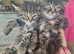 Kittens tabby