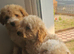 Apricot Boys Poochons