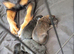 Cane Corso x Rottweiler puppies
