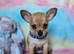 Long & short coat chihuahuas