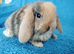 Selection of mini lop babies available