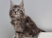 Pedigree Maine Coon Kittens for sale