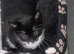 Cute, adorable kitten