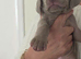 Silver Weimaraner puppies champion bloodlines