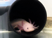 Pink 7 month old axolotl