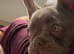 French bulldog for rehome