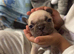 French bulldog to go to a loving home