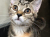 Stunning kitten