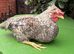 Crested cream Legbar males