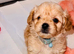Beautiful Maltipoo Puppies