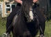 11 yo Chunky type cob gelding