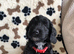 Exquisite cockapoo puppies from Health tested parents