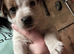 Jack Russell puppies