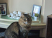 Maine coon x