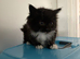 Kittens for sale
