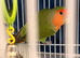 Love bird for sale