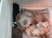 Special quality dobie Imperial shih tzu's